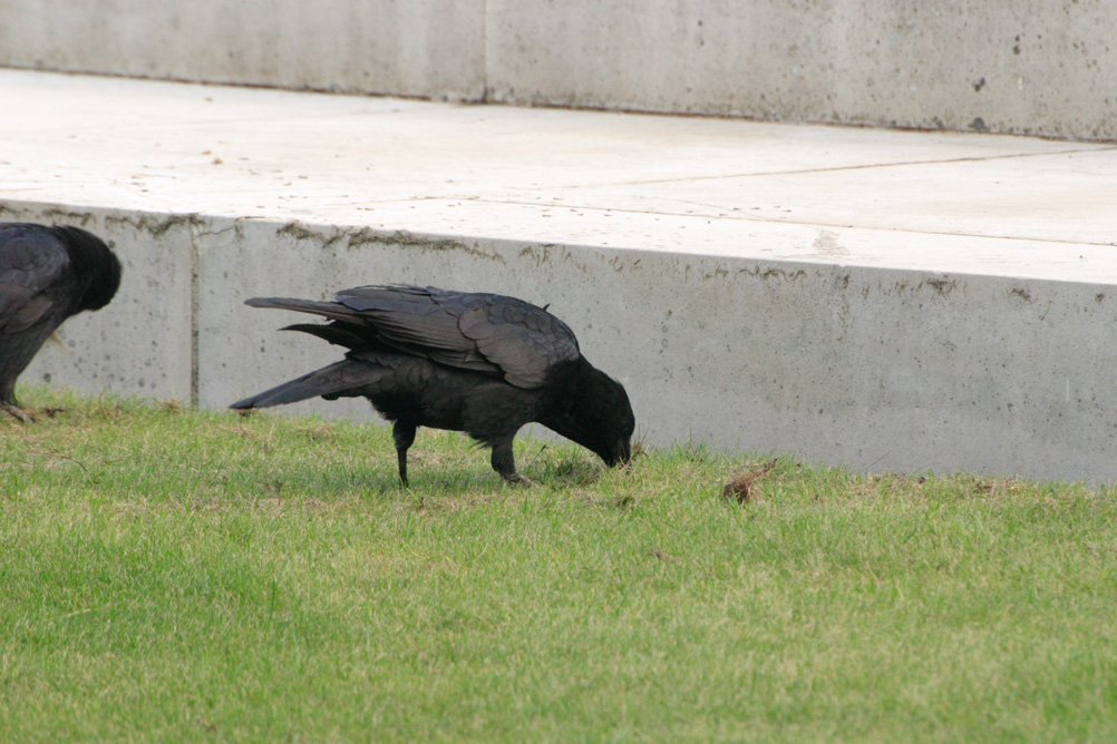 Ravens in the grounds of Horse Guards Parade