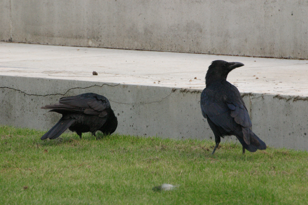 Ravens in the grounds of Horse Guards Parade