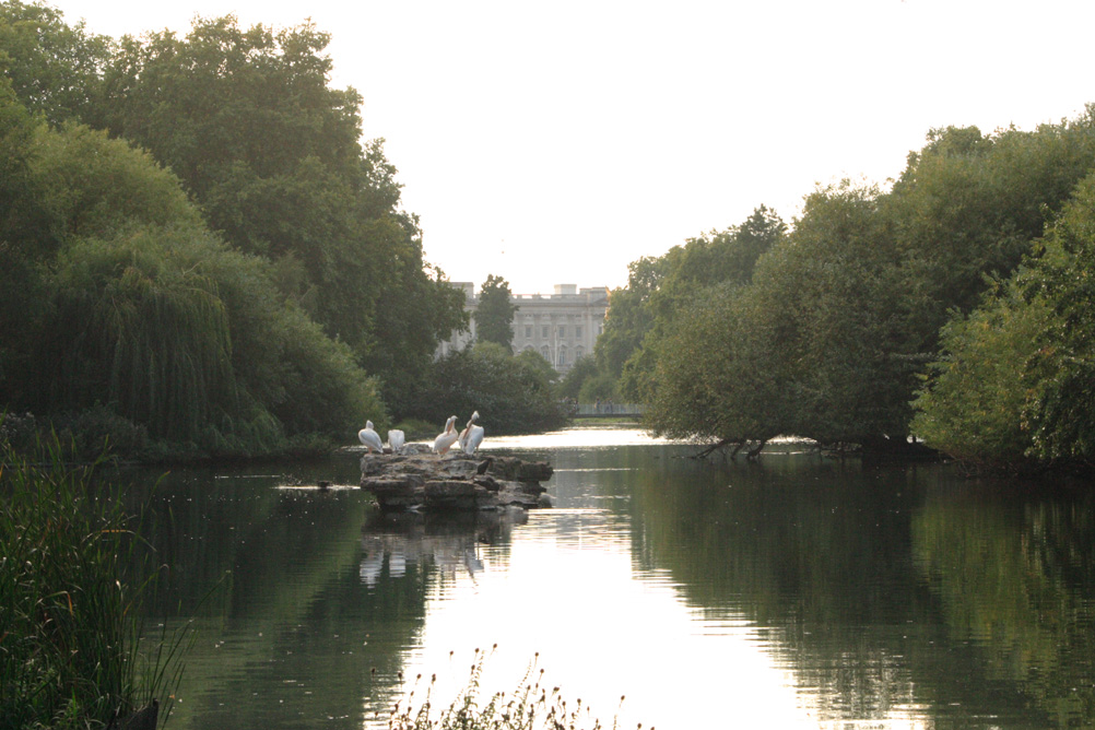 Buckingham Palace as seen from the opposite end of St James Park