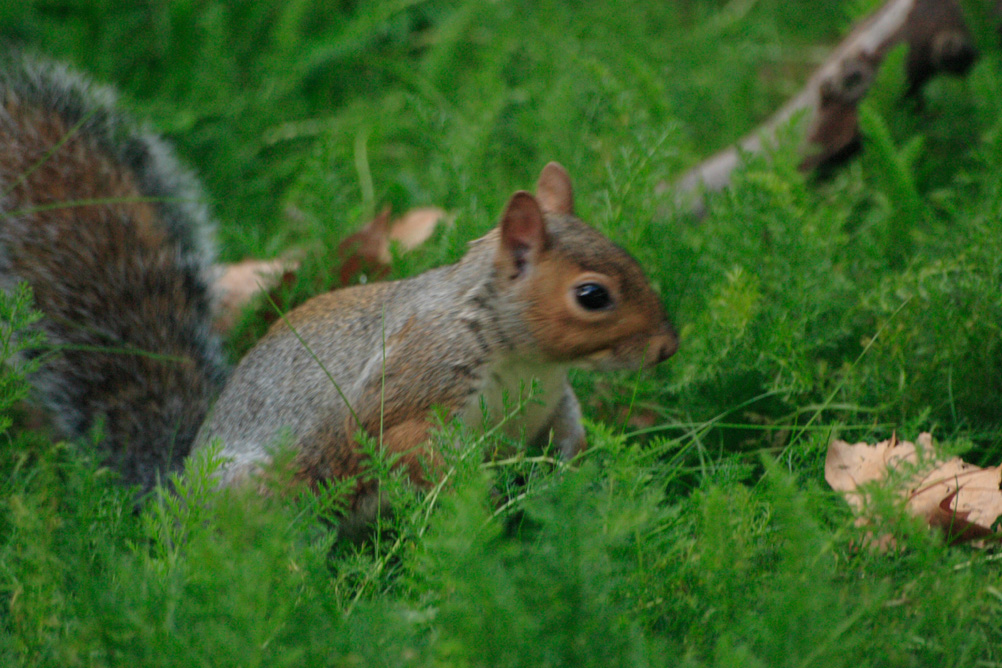 Squirrel in St James Park