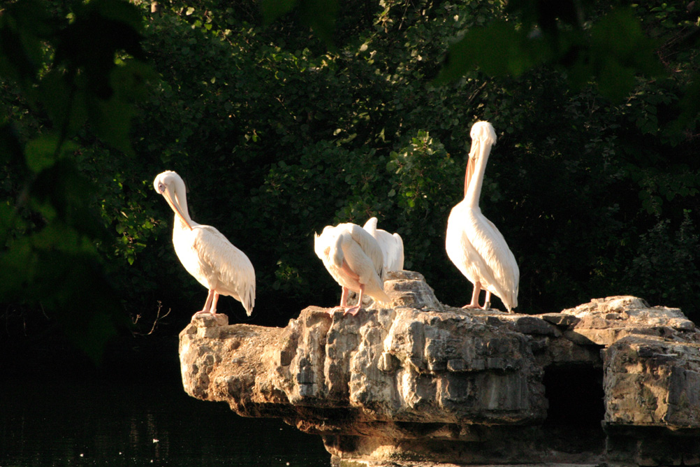 Pelicans on the lake at St James Park