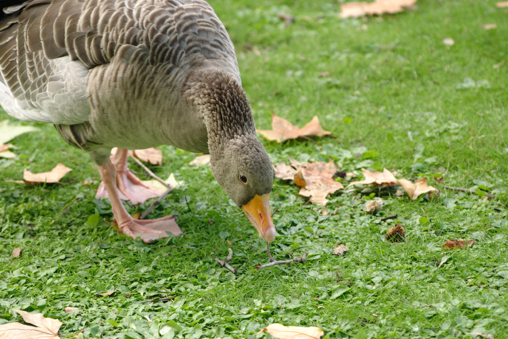 Canada Goose in St James Park
