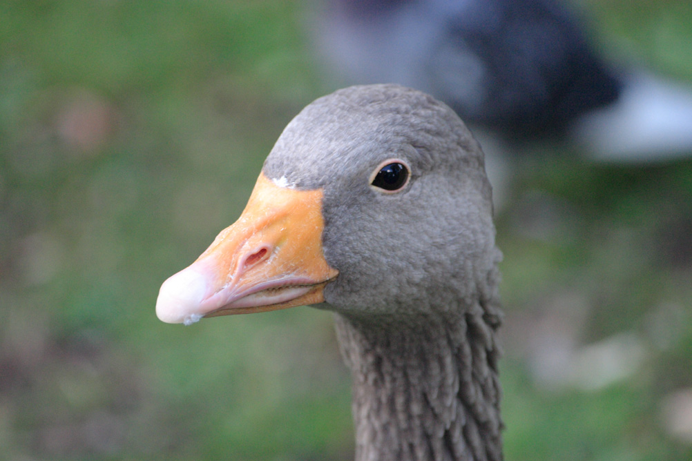 Goose head in St James Park