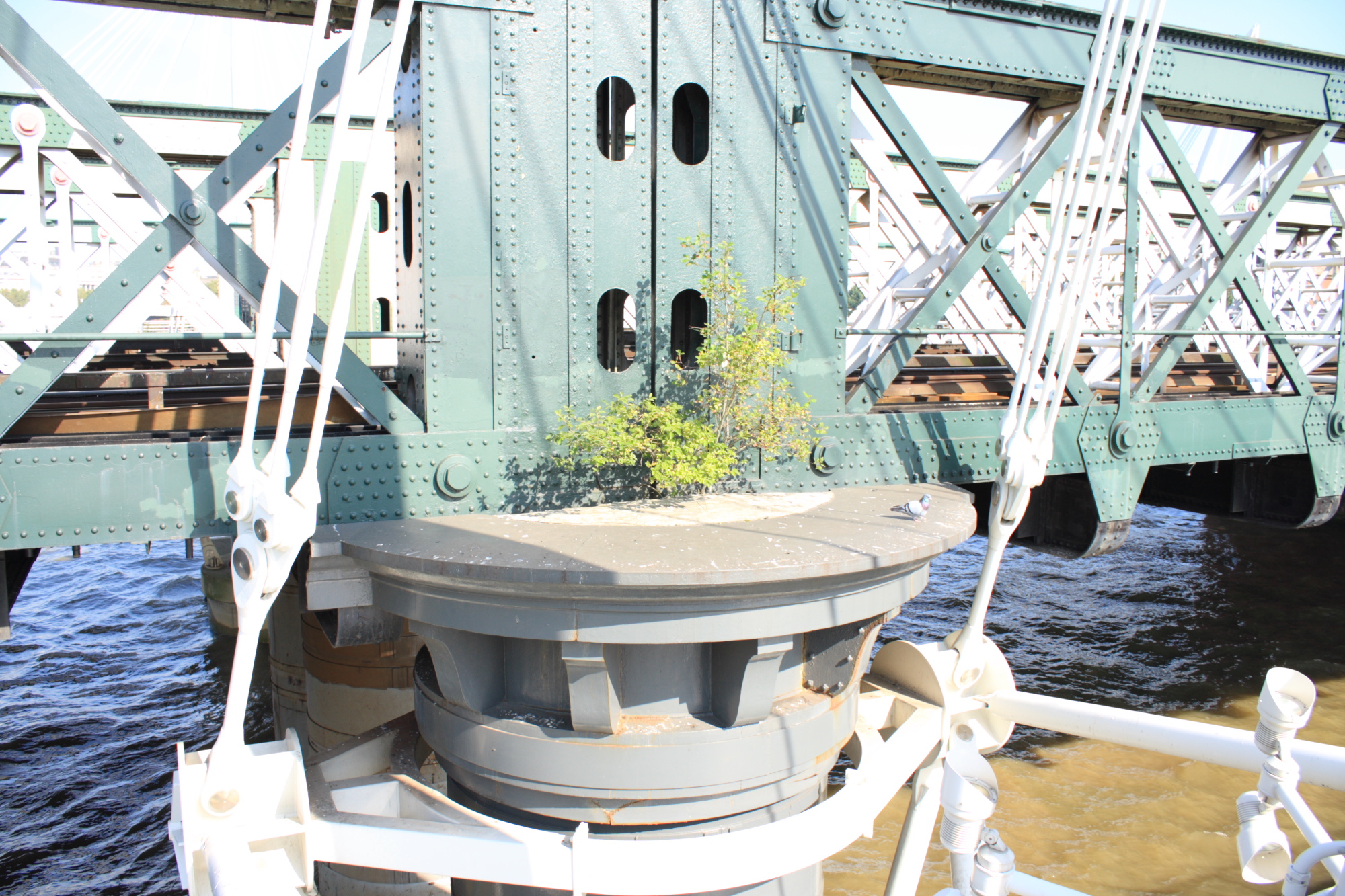 Young tree growing on a bridge