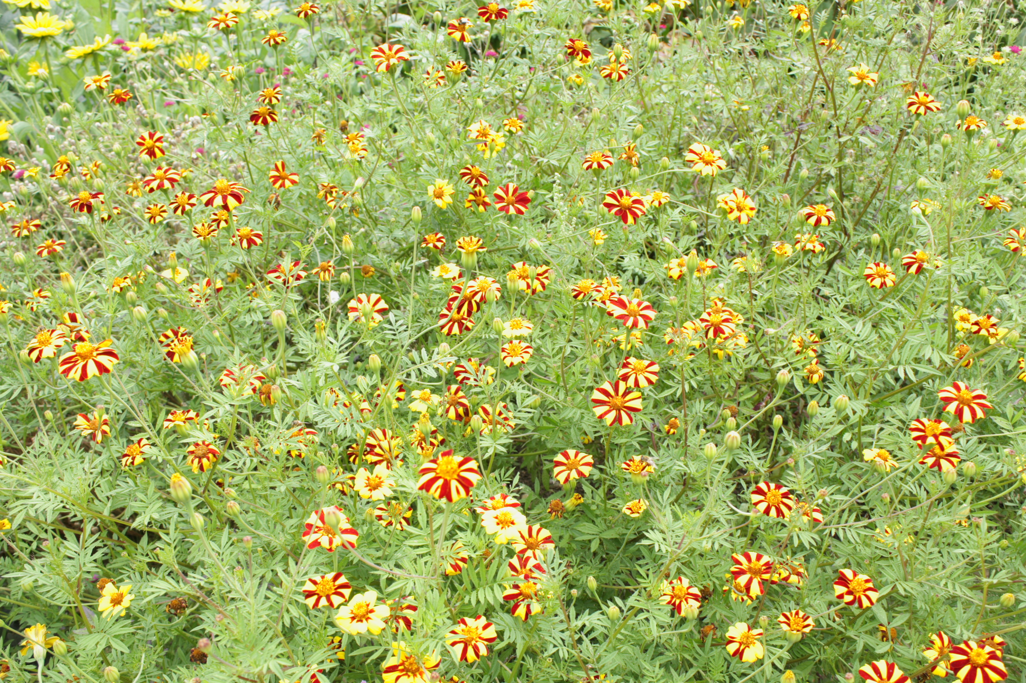 Flowers at Lacock Abbey