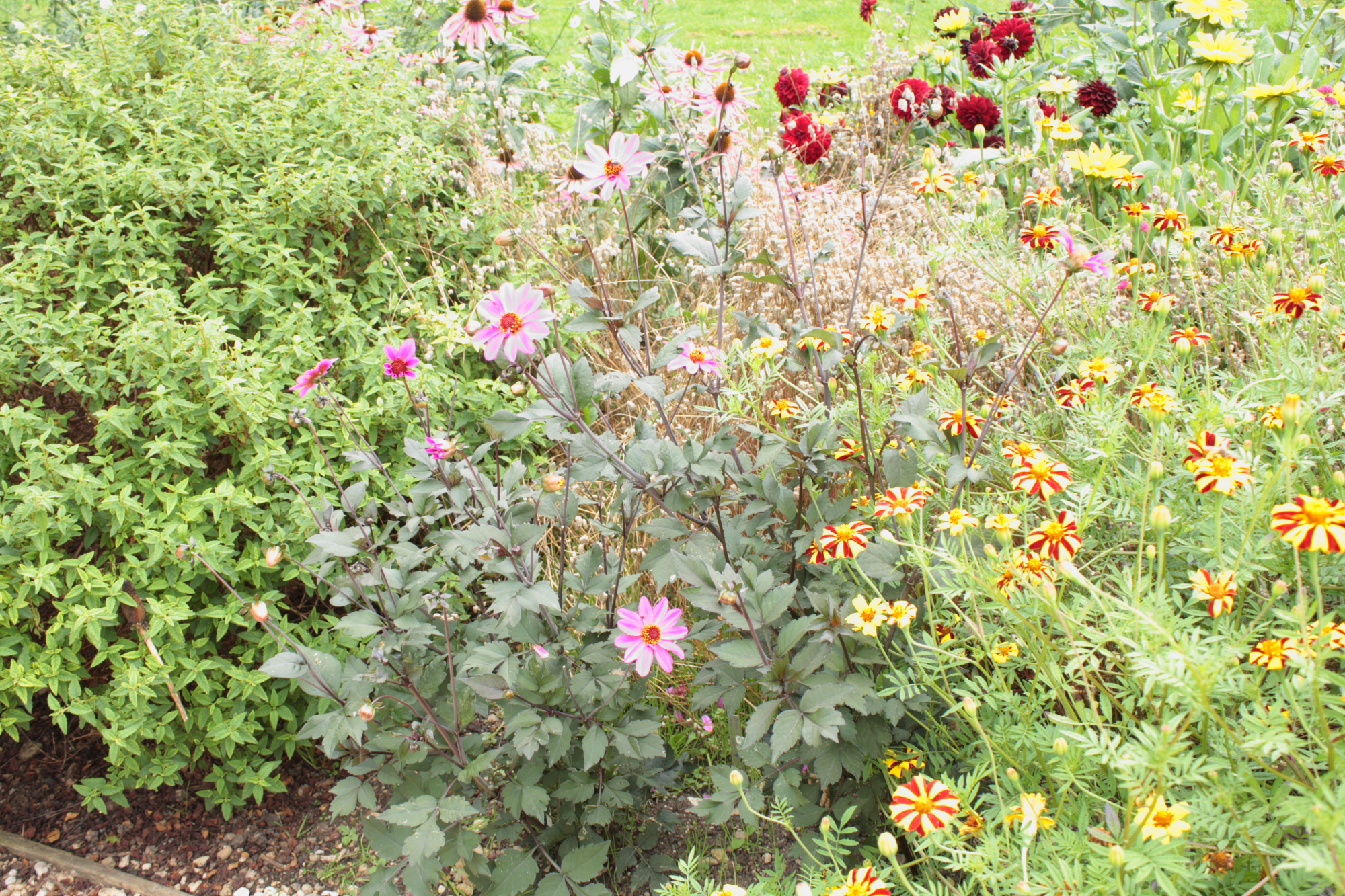 Flowers at Lacock Abbey