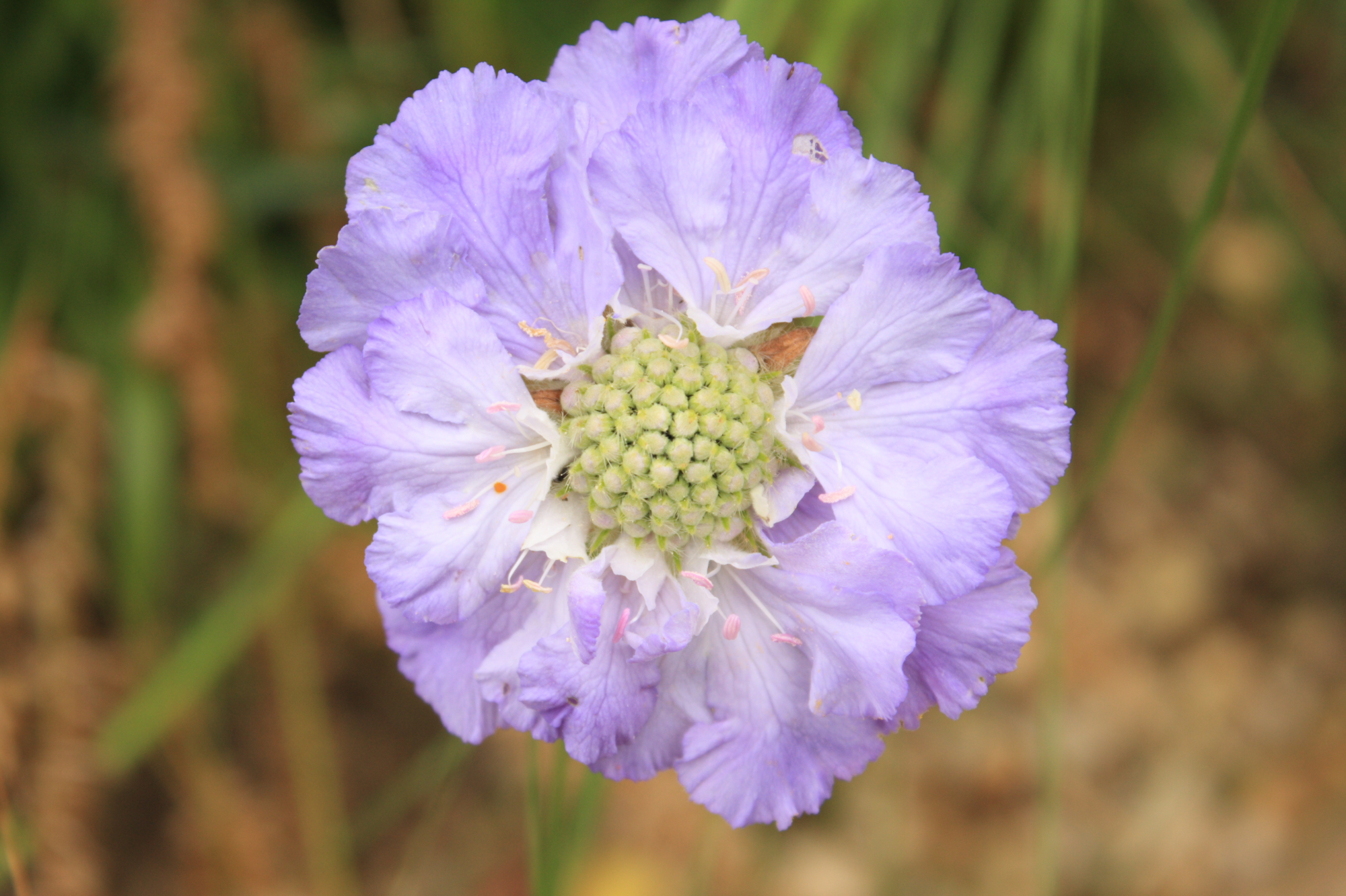 Flowers at Lacock Abbey