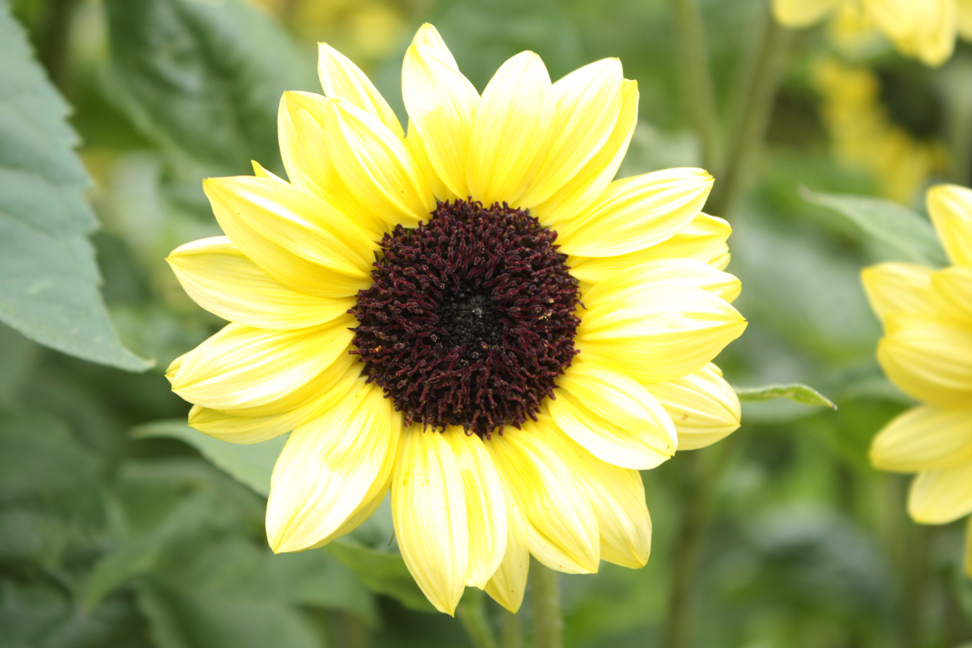 Flowers at Lacock Abbey