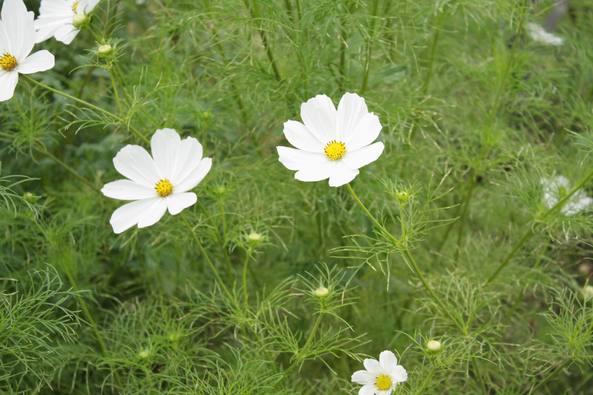 Flowers at Lacock Abbey