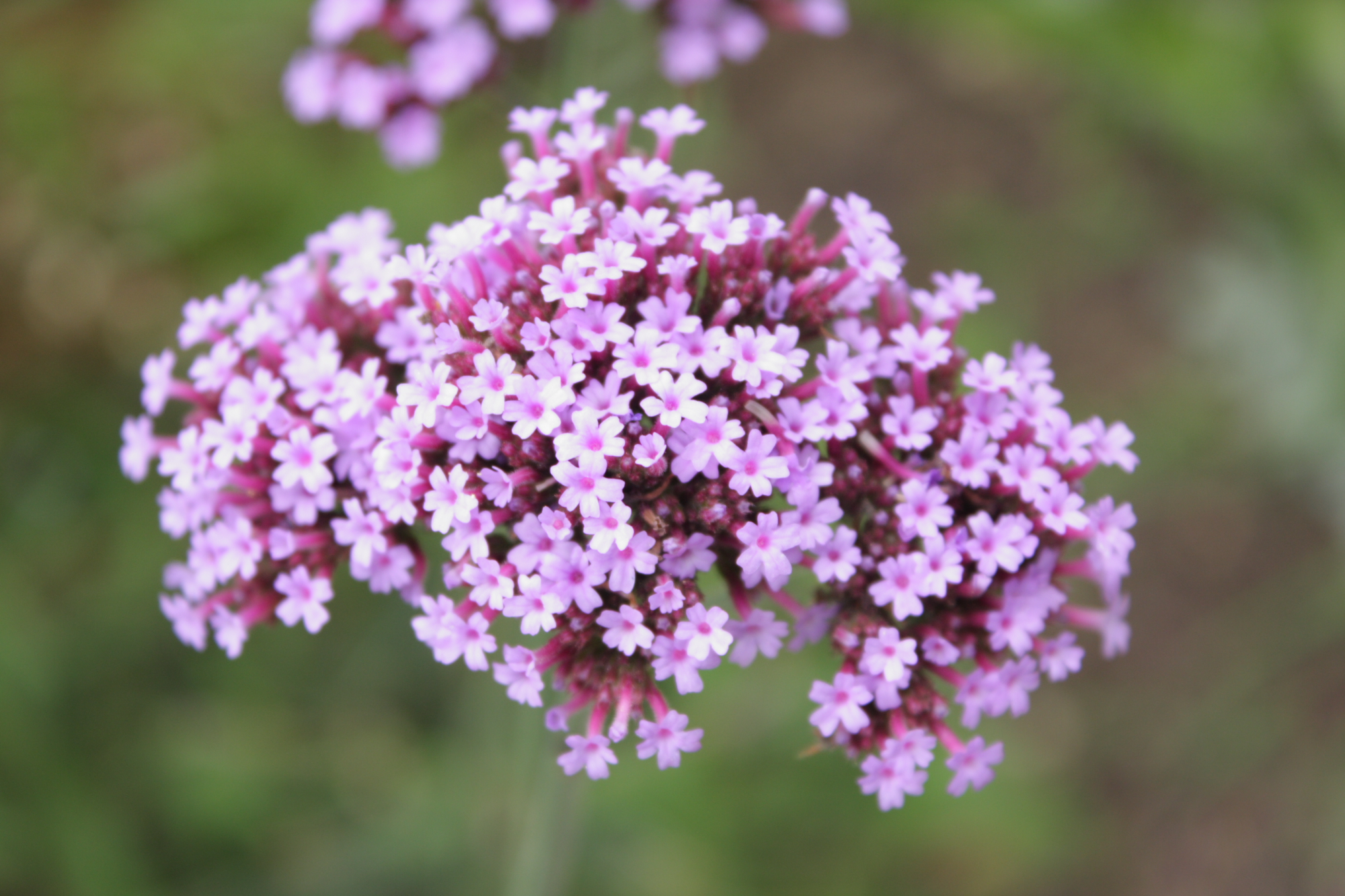 Flowers at Lacock Abbey