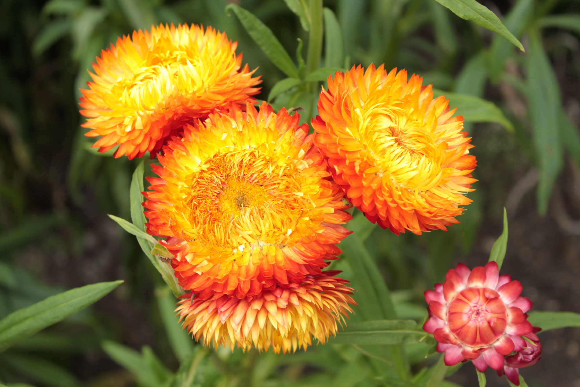 Flowers at Lacock Abbey