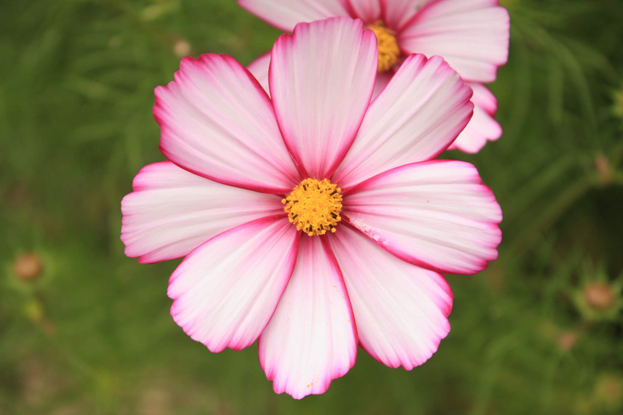 Flowers at Lacock Abbey
