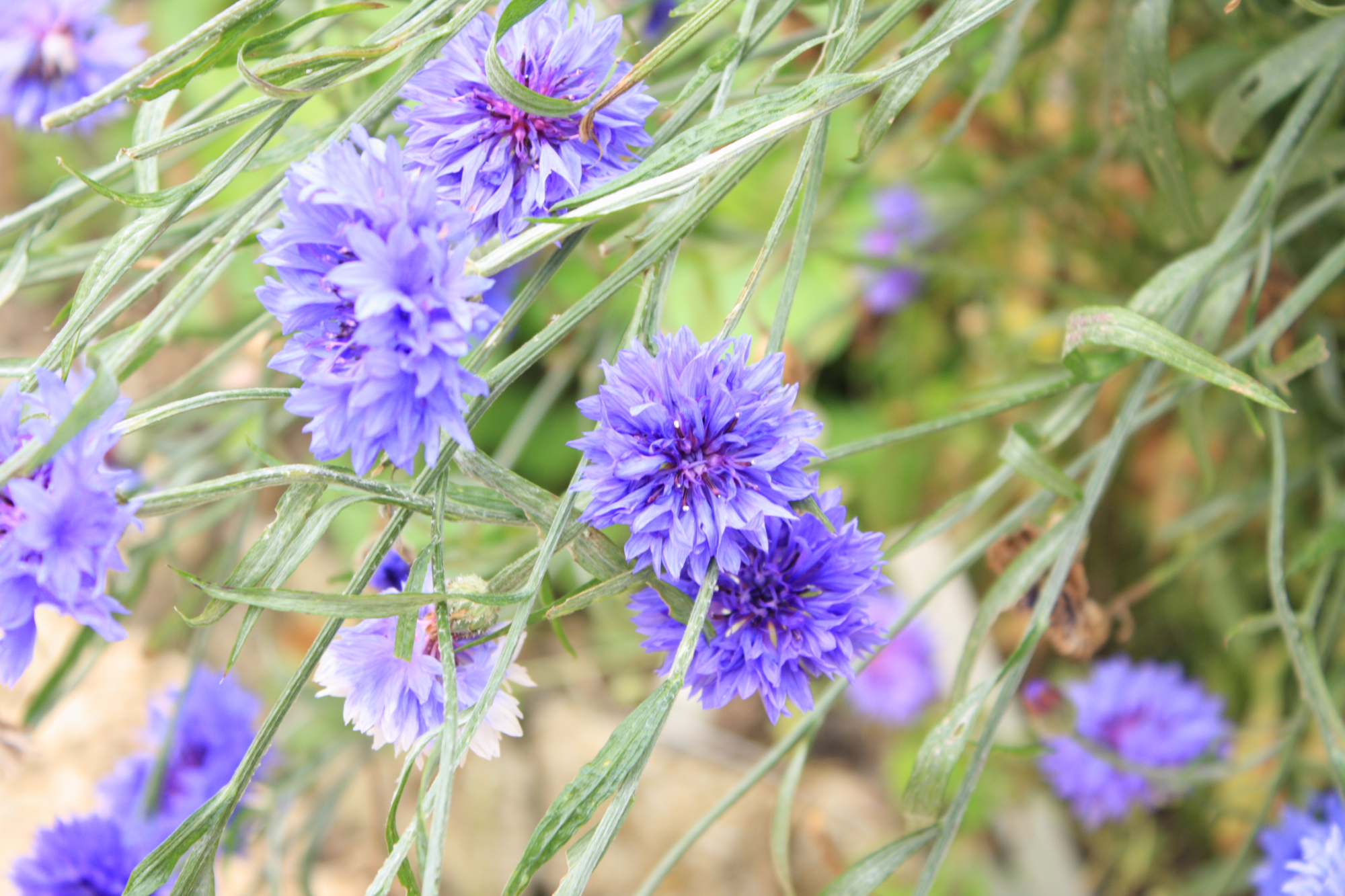 Flowers at Lacock Abbey