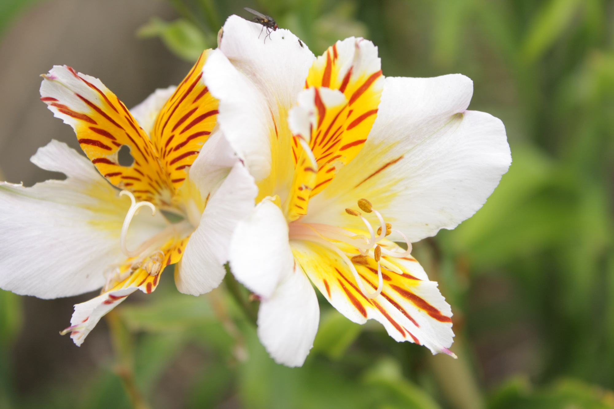 Flowers at Lacock Abbey