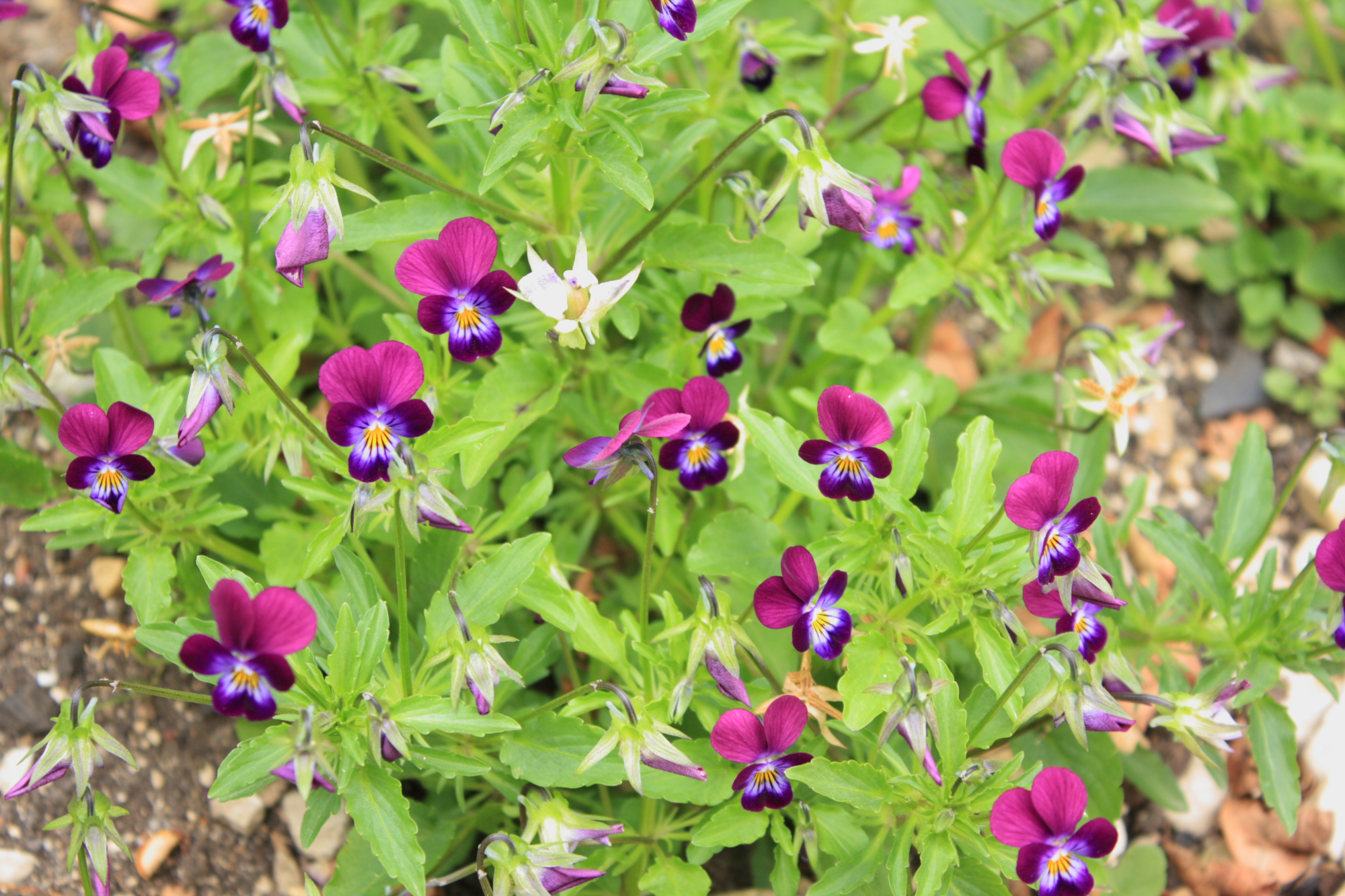 Flowers at Lacock Abbey