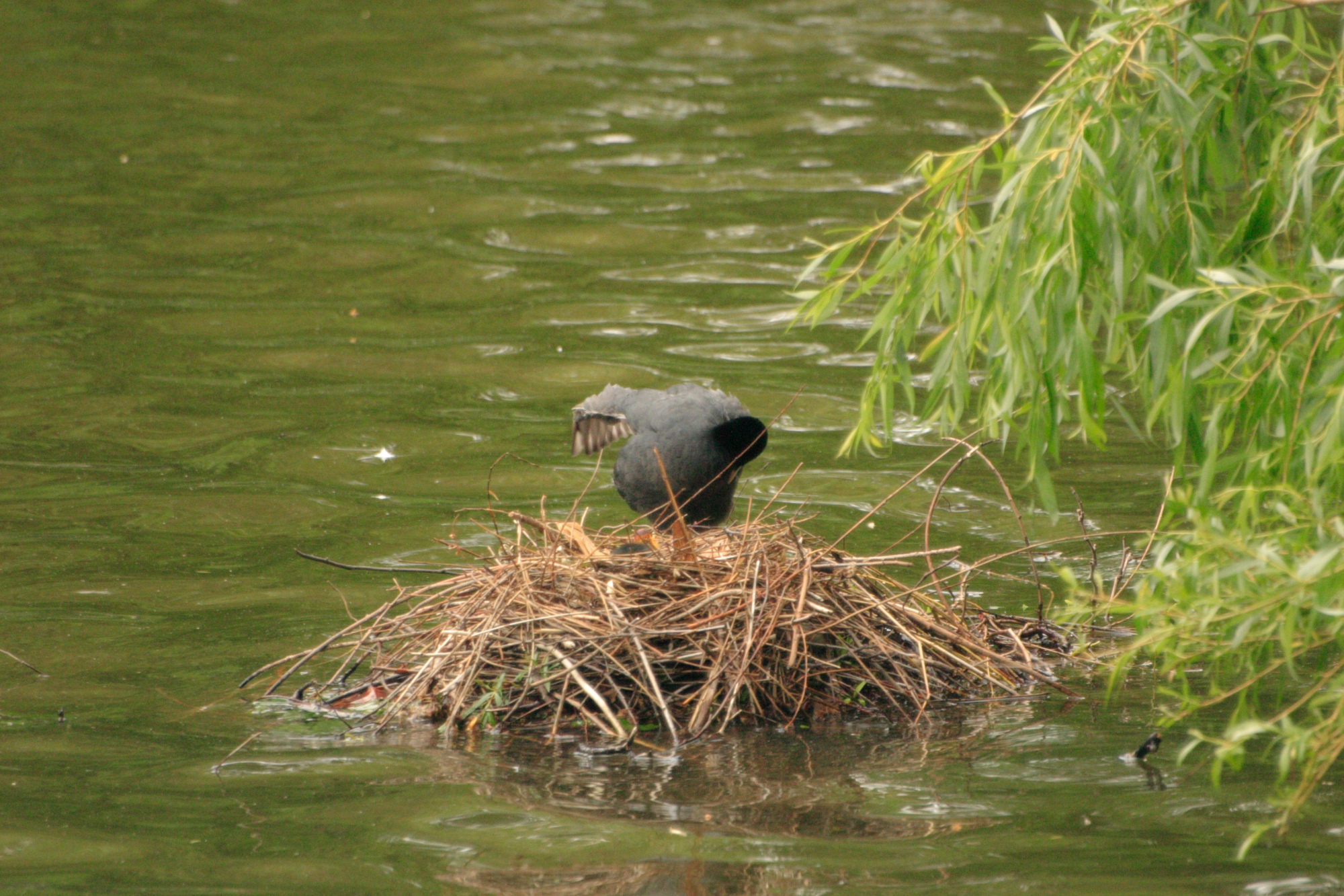 A Coot nesting in St James Park.