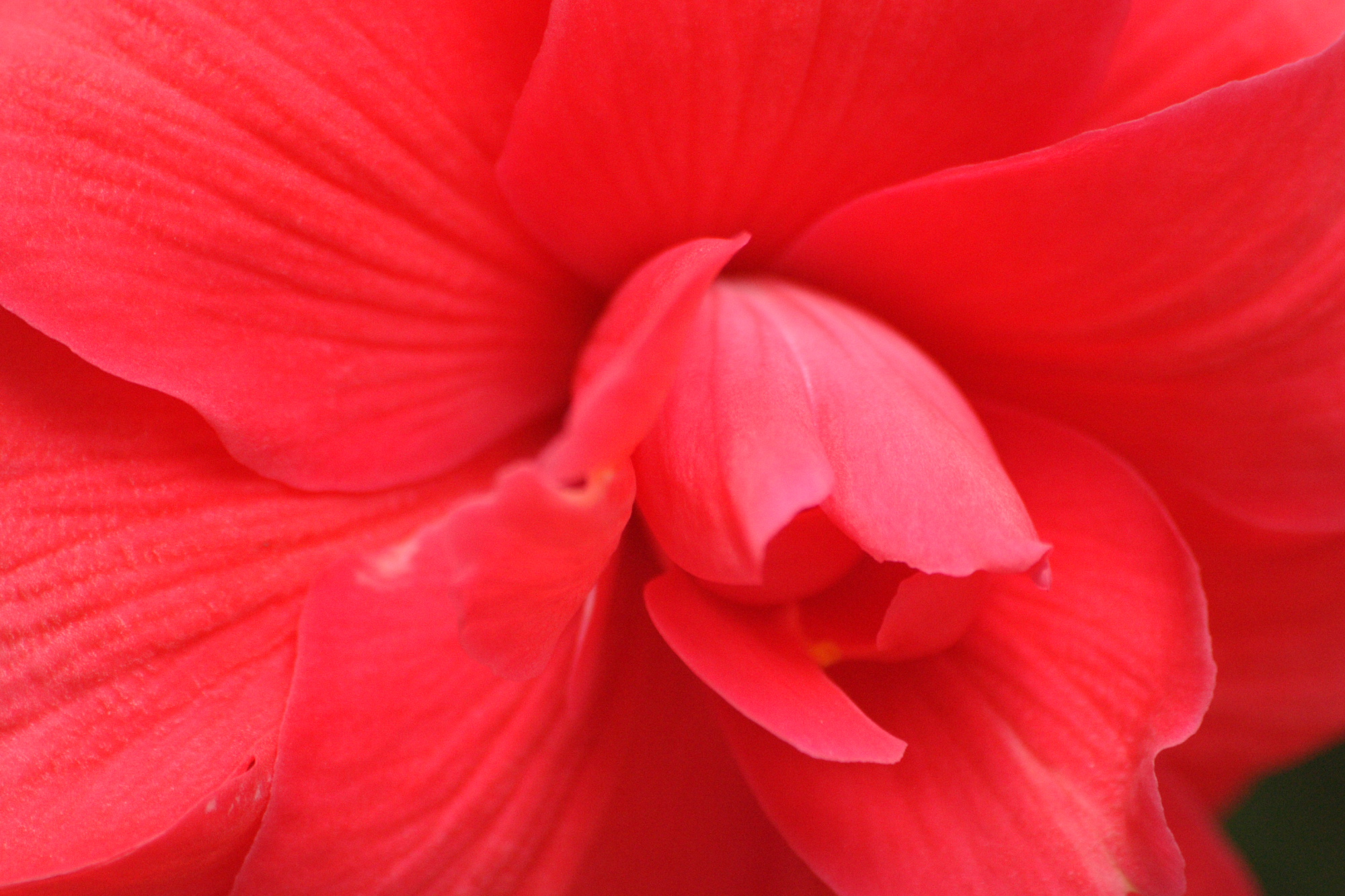 Flowers in my Grandads garden