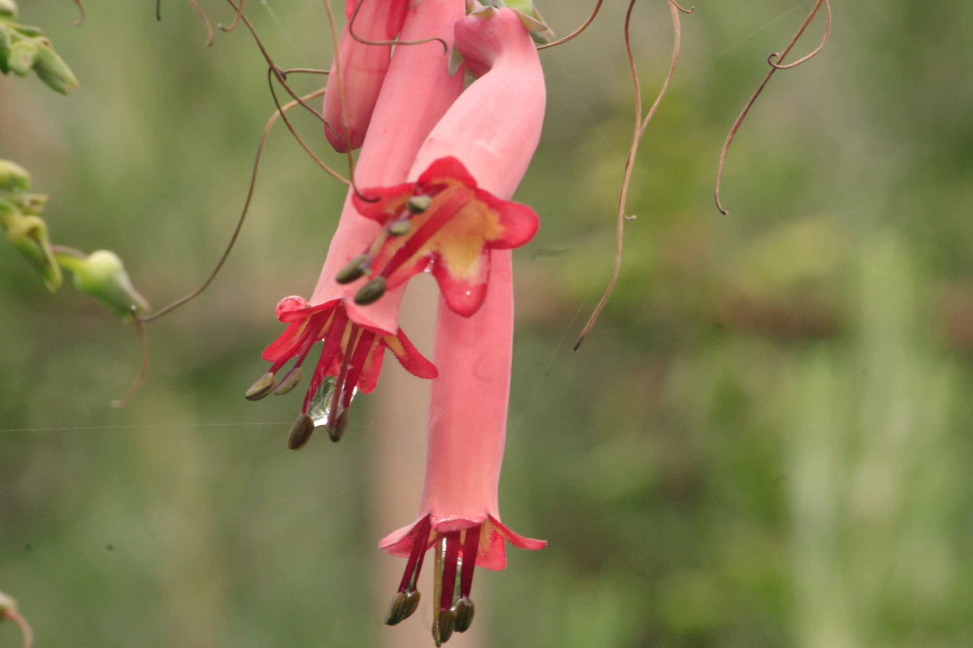 Flowers in my Grandads garden