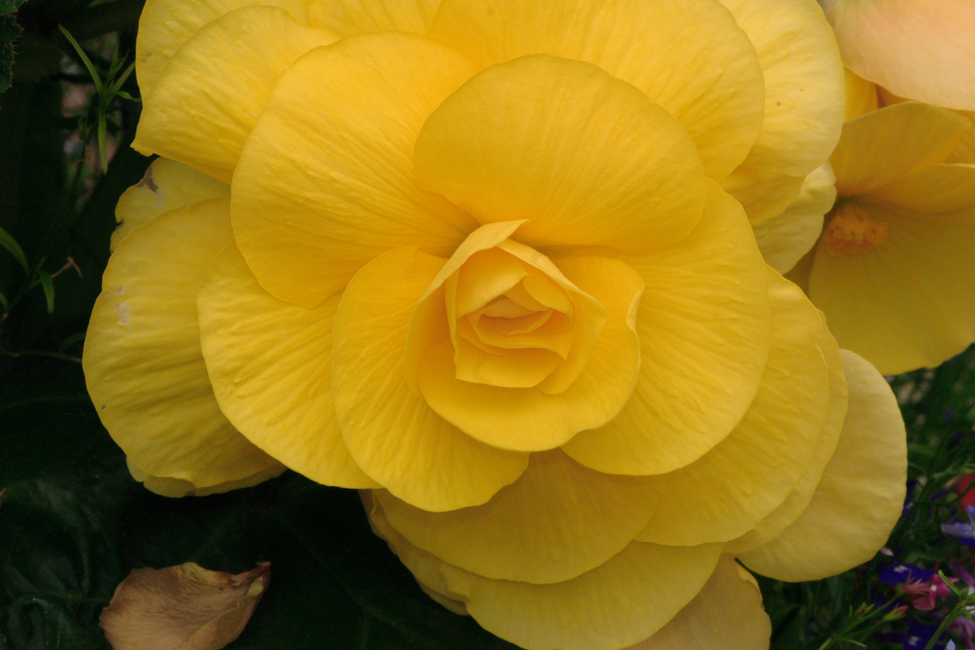 Flowers in my Grandads garden