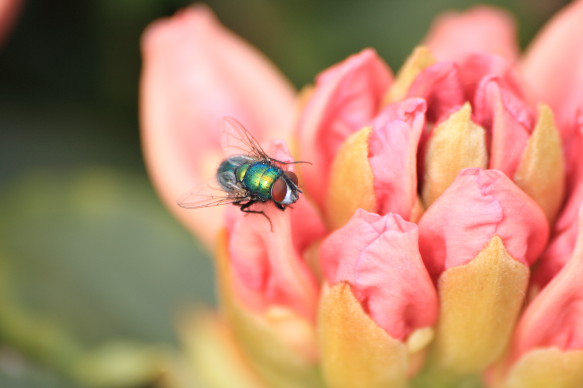 Fly on a flower.