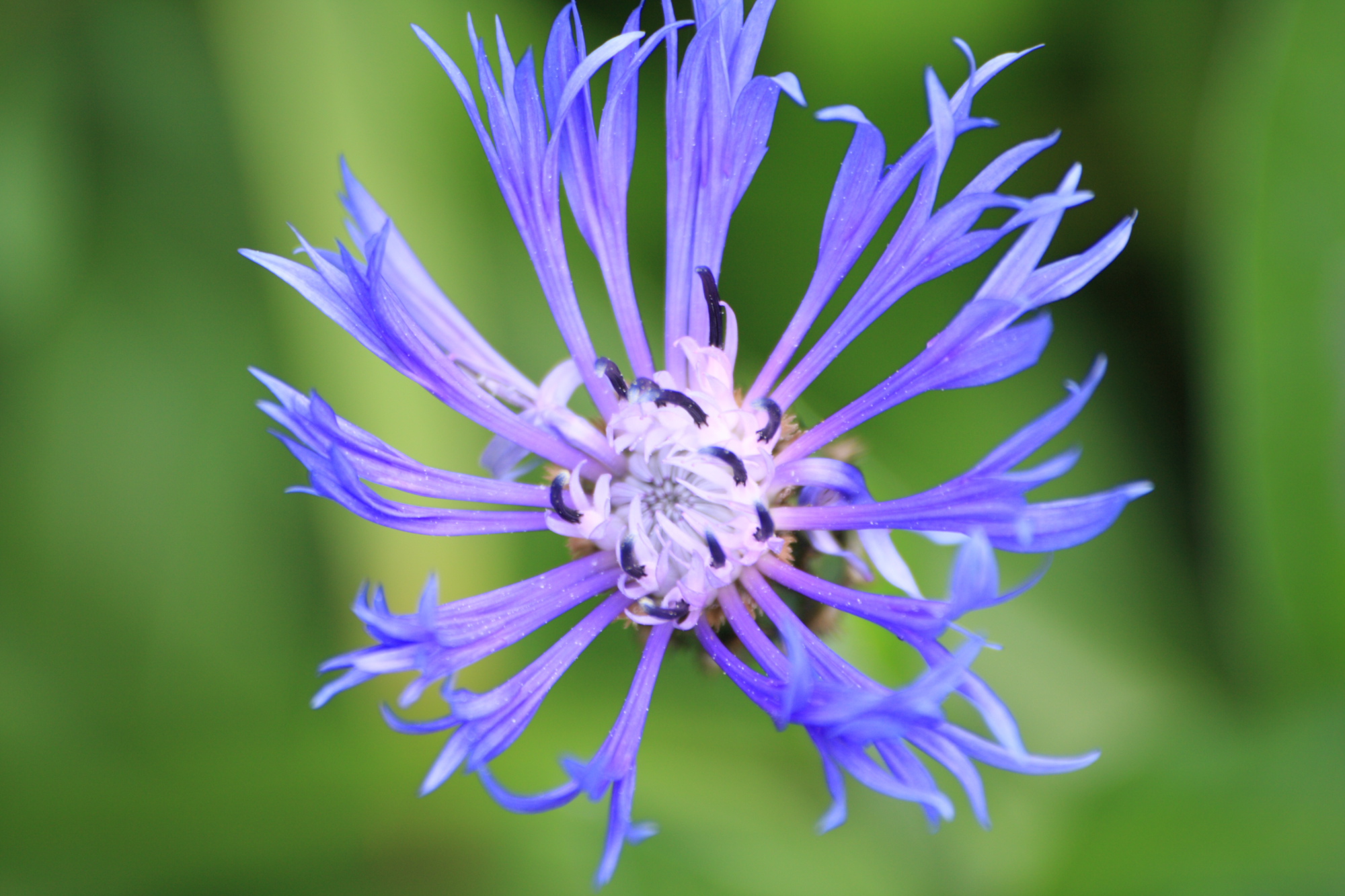 Flowers in my Grandads garden