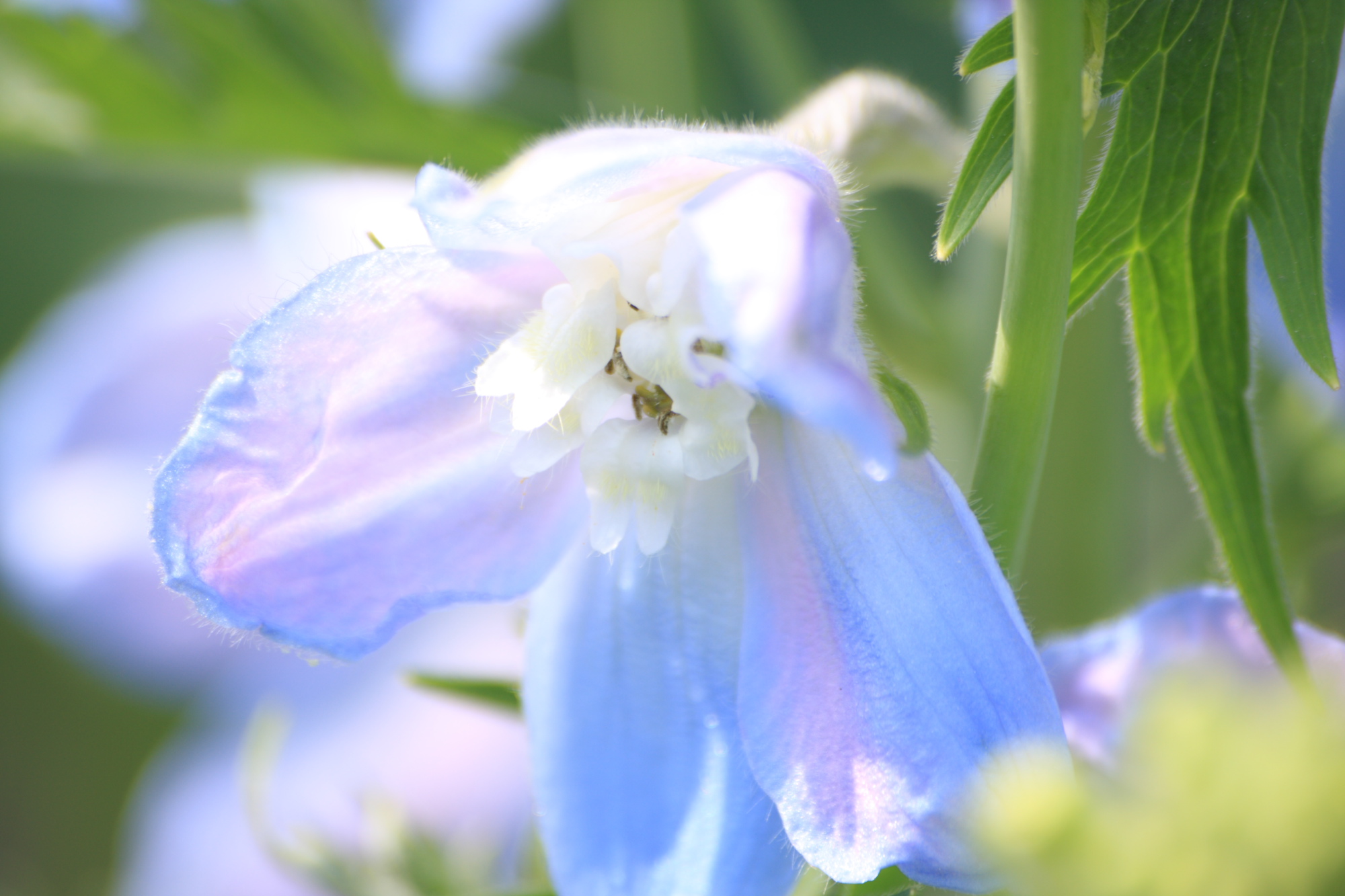 Flowers in my Grandads garden
