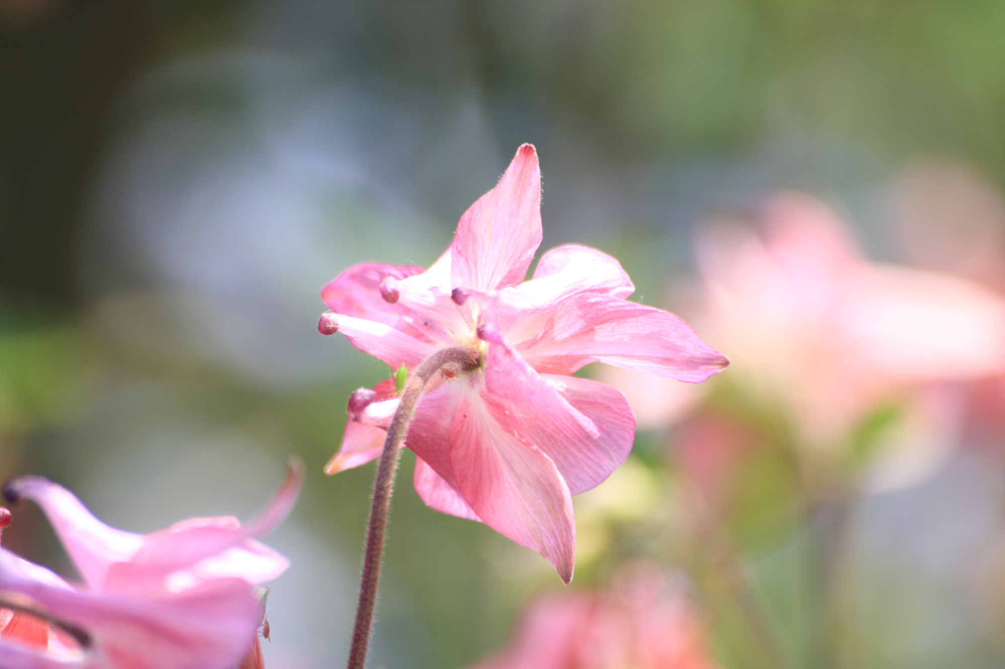 Flowers in my Grandads garden