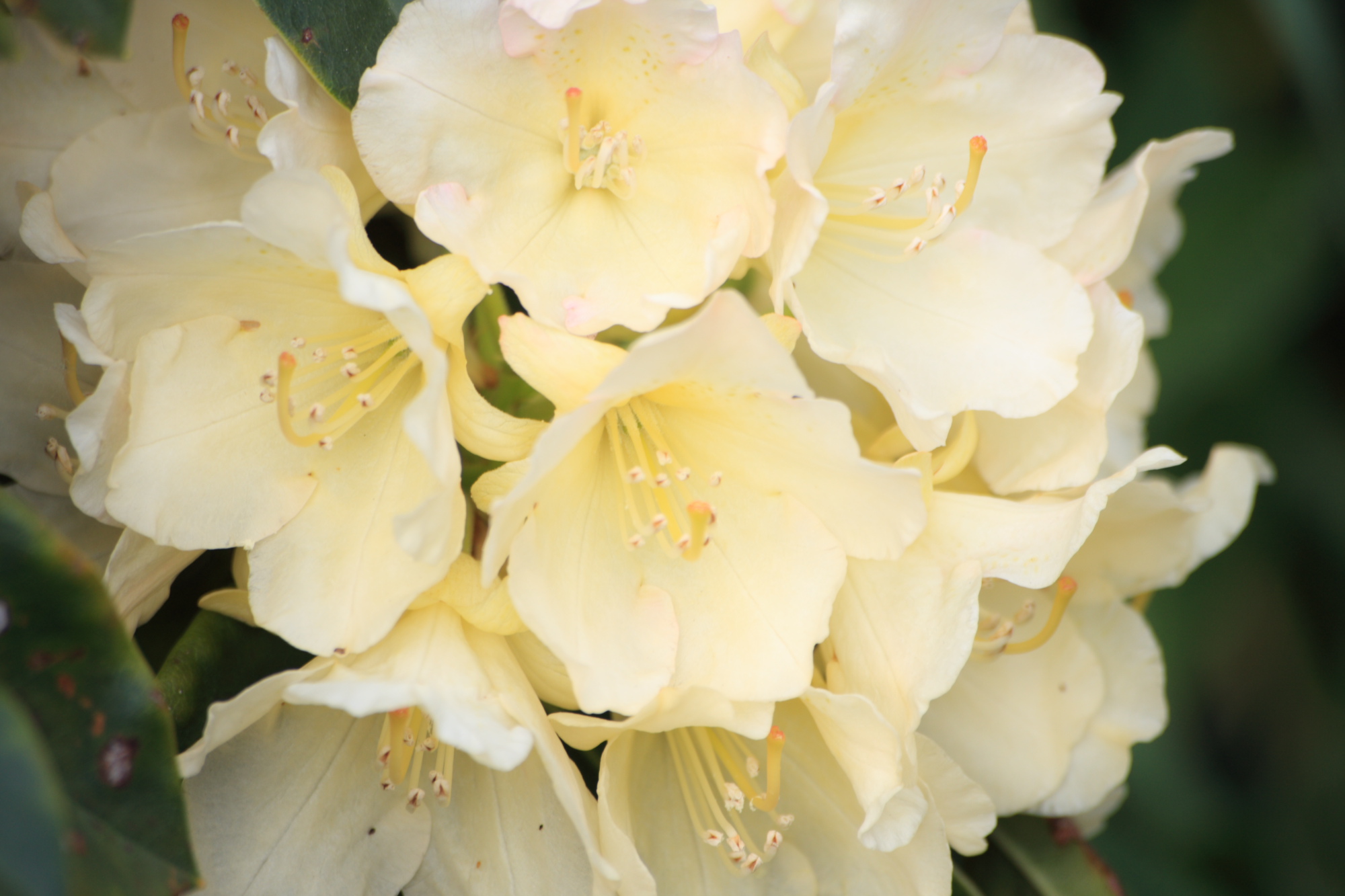 Flowers in my Grandads garden