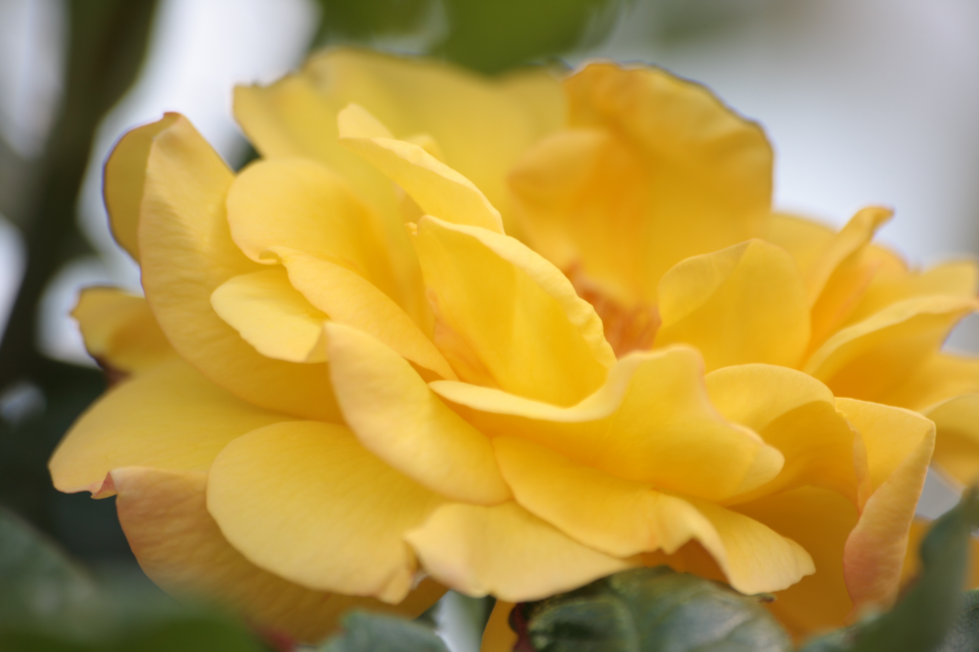 Flowers in my Grandads garden