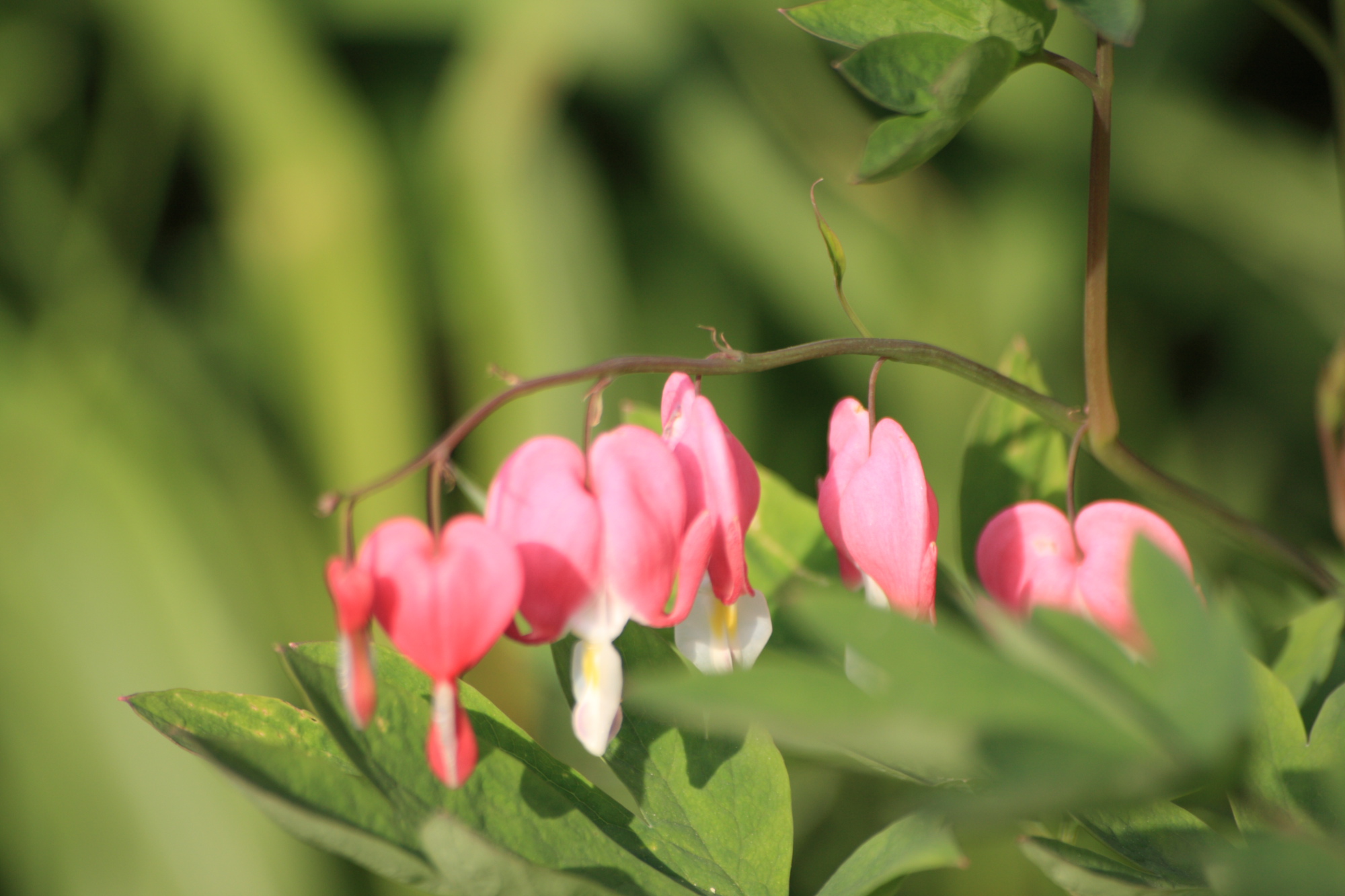 Flowers in my Grandads garden