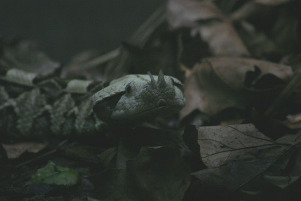 A snake in the leaves at the reptile house of London Zoo.