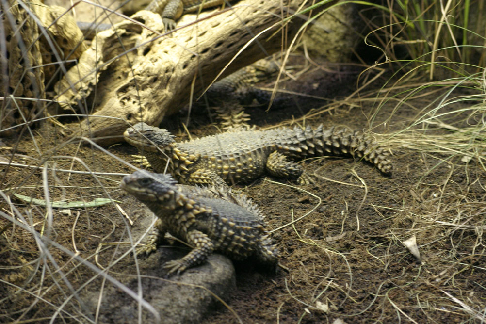 Lizards warming themselves up in the reptile house of London Zoo.