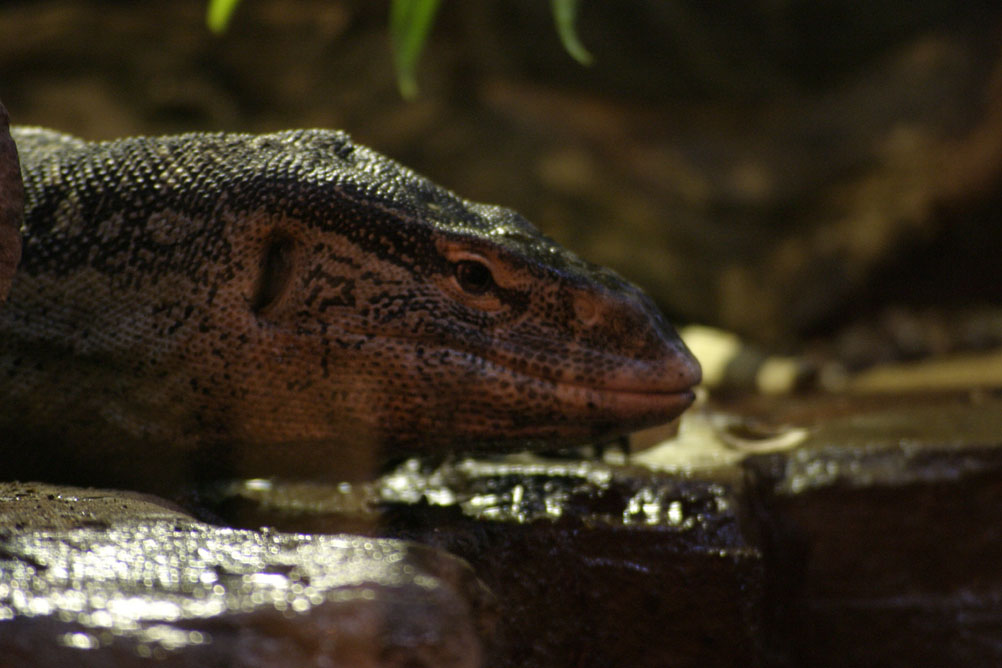 Lizard peering at the tourists through the glass in the reptile house of London Zoo.