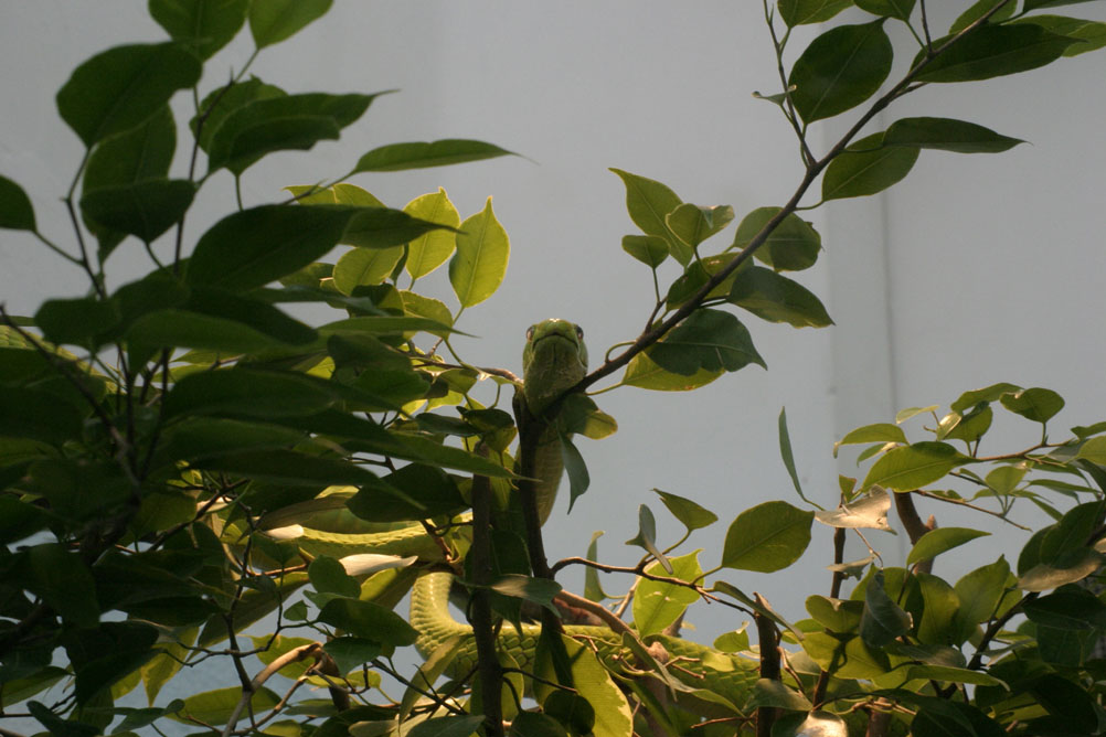 Snake in the branches waiting for its prey in the reptile house of London Zoo.