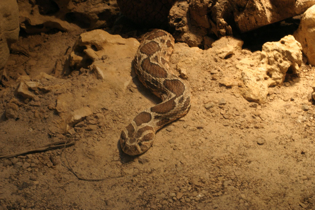 Snake emerging from hiding in the reptile house of London Zoo.