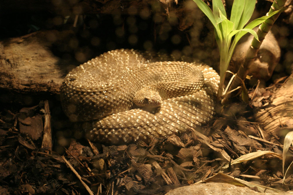 Puff Adder in the reptile house of London Zoo.