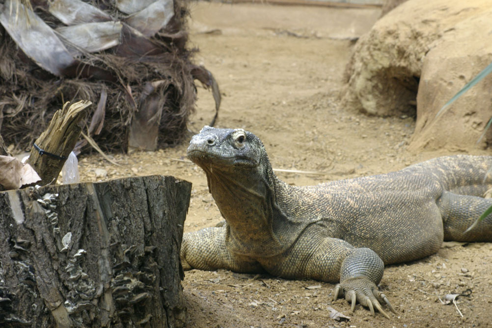 Komodo Dragon in the grounds of the reptile house at London Zoo.