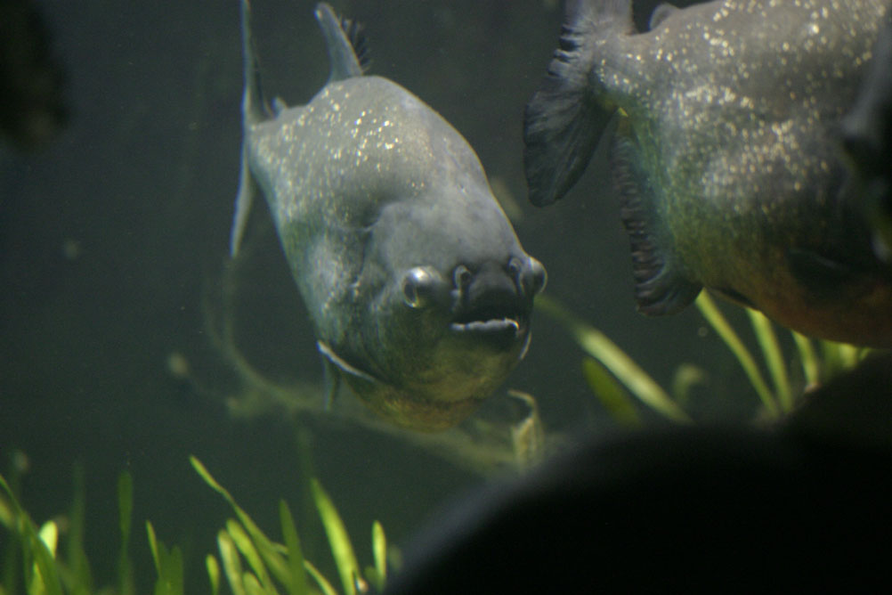 Piranah in the tanks of London Zoos aquarium.
