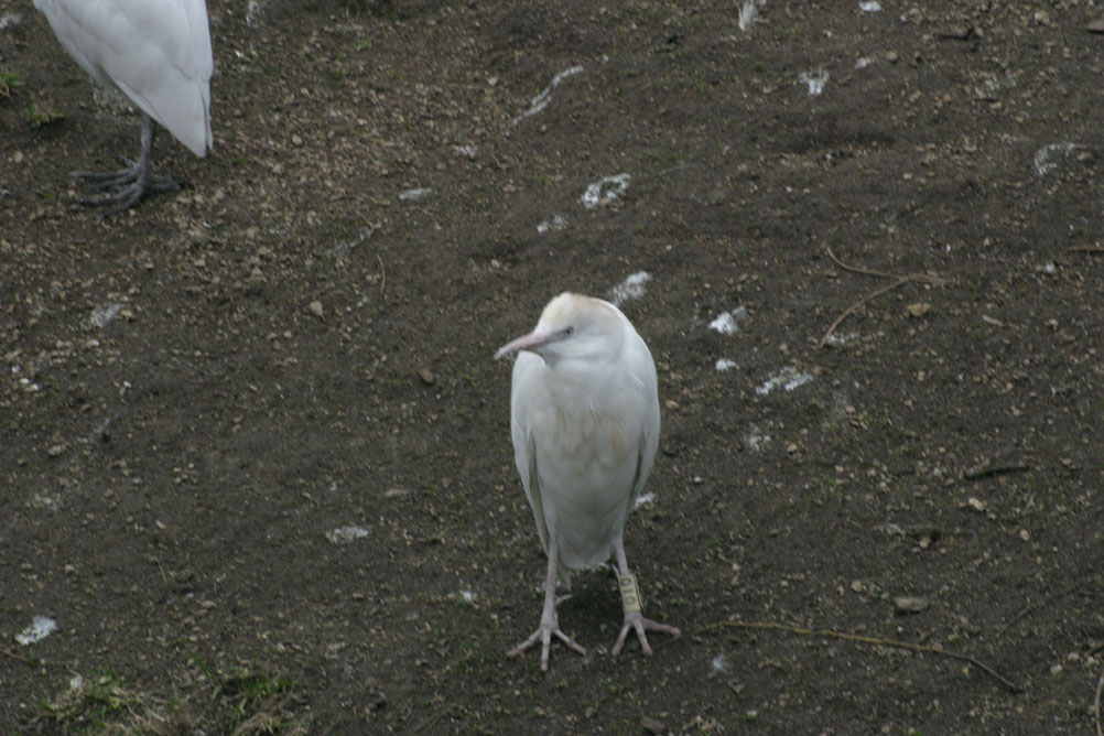 Unknown bird (egret possibly) in the walk through aviary at London Zoo.