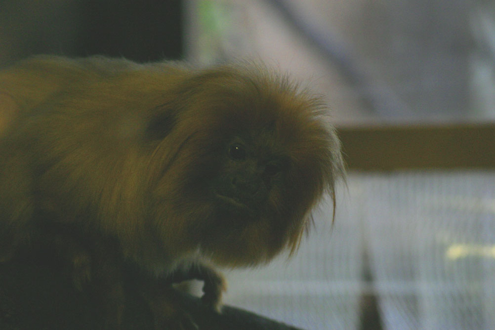 Golden Lion Tamerind at London Zoo.