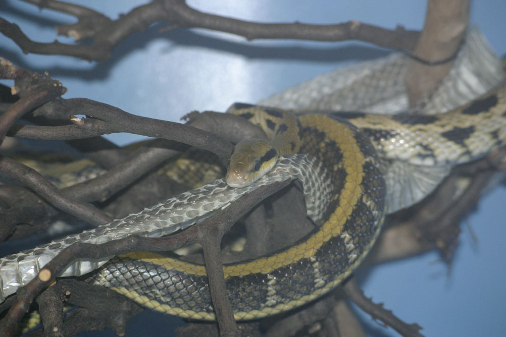 Snake shedding its skin at London Zoo.