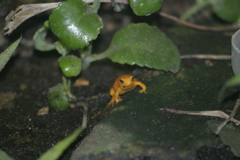 Tiny poison frog at London Zoo.