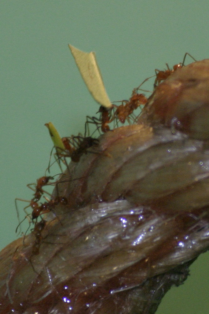 Close up of Leaf Cutter Ants on a piece of rope in the instect house of London Zoo.