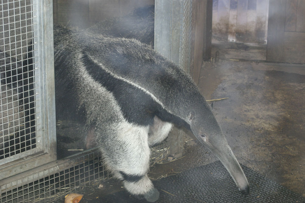 Giant Ant Eater in London Zoo.
