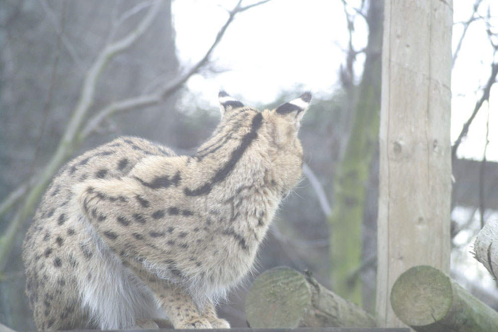 Cold looking cat looking round its enclosure at London Zoo.