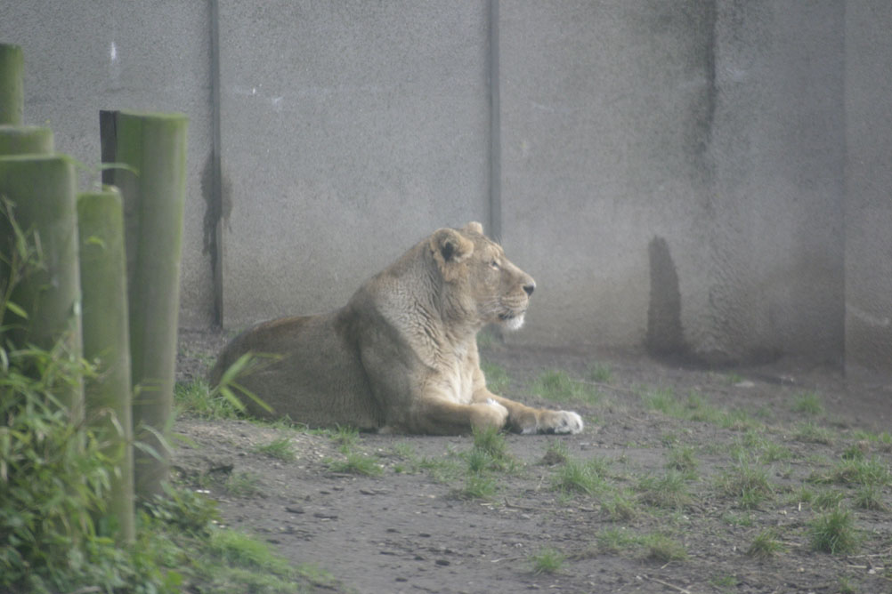 Lioness looking at the potential prey of human children outside its enclosure in London Zoo.