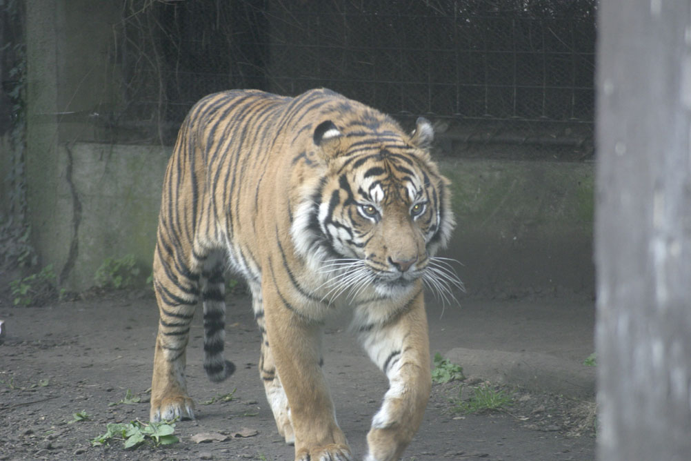 Hungry looking tiger pacing across his enclosure at London Zoo.