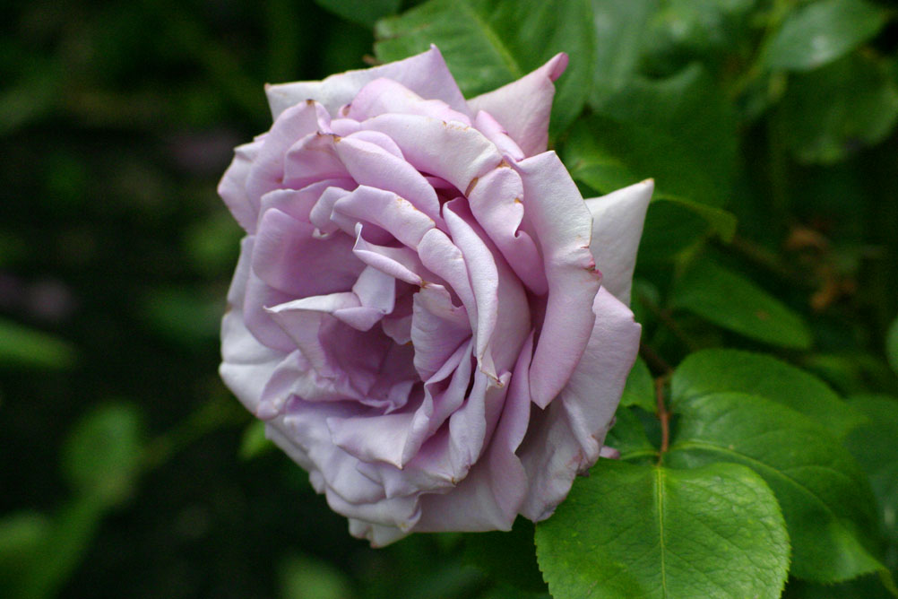 Rose in Hyde Park