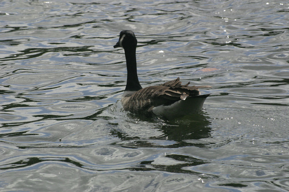 A Canadian Goose on the Serpentine in Hyde Park