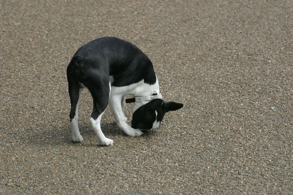 Someones pet dog in Hyde Park